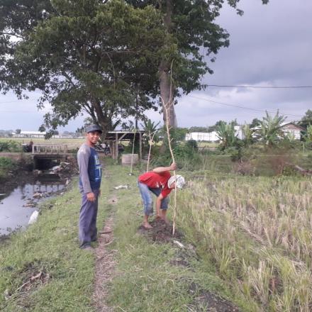 Kepala Desa Pungpungan Hibahkan 100 Pohon Tabebuya